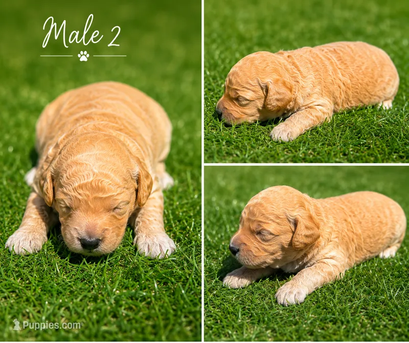 Male 2 – Miniature Goldendoodle puppy for sale in Sulphur, OK