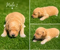 Male 2, a male Miniature Goldendoodle for sale in Sulphur, OK – 1 of 1