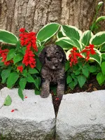 Male 1, a male Miniature Goldendoodle for sale in Sulphur, OK – 1 of 2