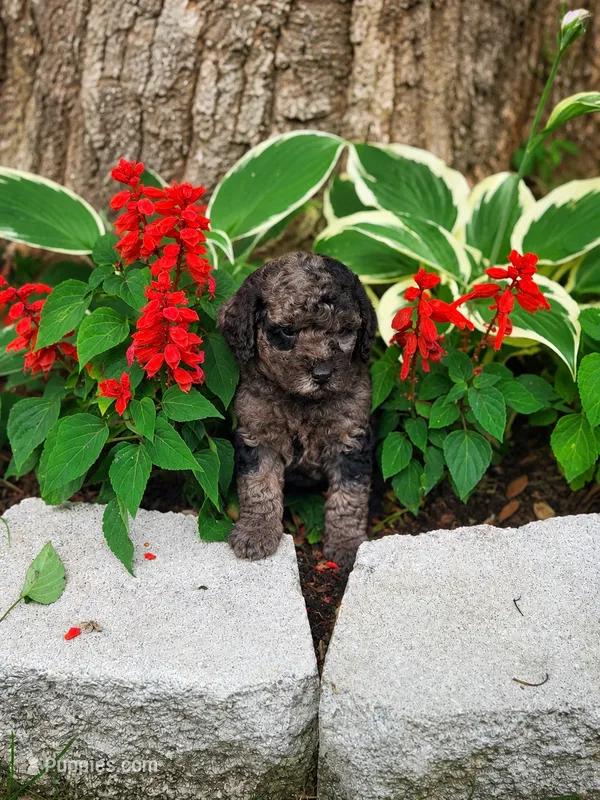 Male 1 – Miniature Goldendoodle puppy for sale in Sulphur, OK