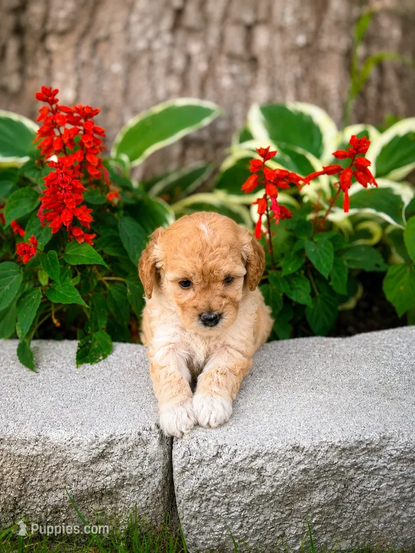 Female 1 – Miniature Goldendoodle puppy for sale in Sulphur, OK