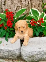 Male 2, a male Miniature Goldendoodle for sale in Sulphur, OK – 2 of 2