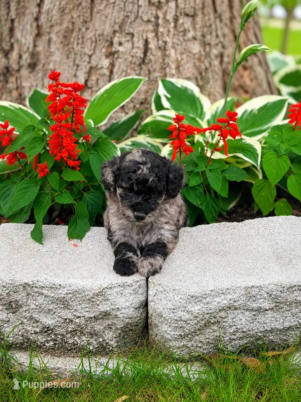 Male 4 – Miniature Goldendoodle puppy for sale in Sulphur, OK