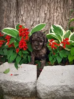 Male 1, a male Miniature Goldendoodle for sale in Sulphur, OK – 2 of 2