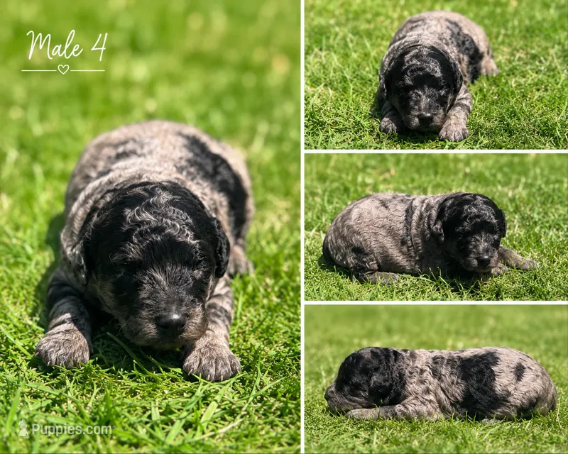 Male 4 – Miniature Goldendoodle puppy for sale in Sulphur, OK