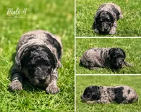 Male 4, a male Miniature Goldendoodle for sale in Sulphur, OK – 1 of 1