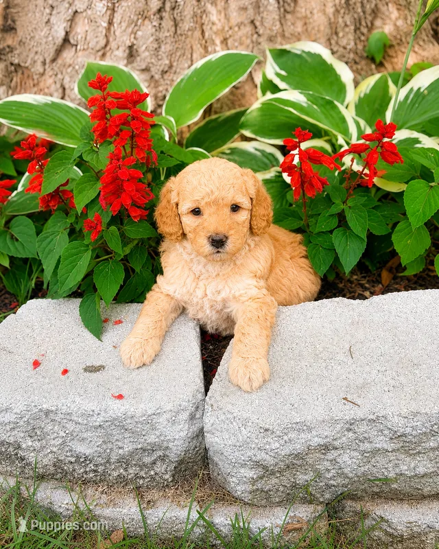 Male 2 – Miniature Goldendoodle puppy for sale in Sulphur, OK