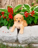 Male 2, a male Miniature Goldendoodle for sale in Sulphur, OK – 1 of 2