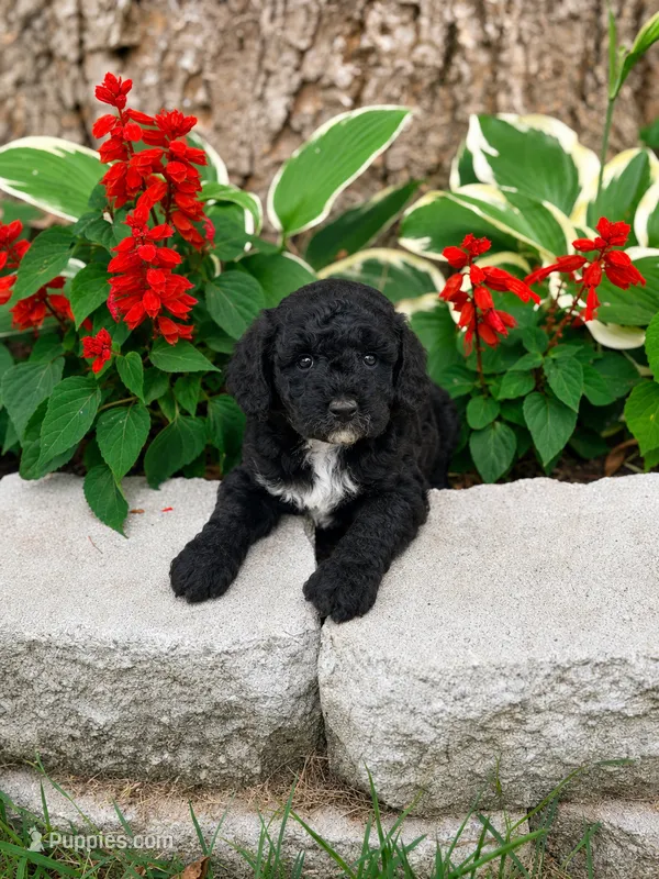 Male 3 – Miniature Goldendoodle puppy for sale in Sulphur, OK