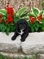 Male 3, a male Miniature Goldendoodle for sale in Sulphur, OK – 1 of 2