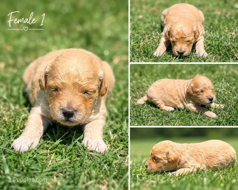 Female 1 – Miniature Goldendoodle puppy for sale in Sulphur, OK