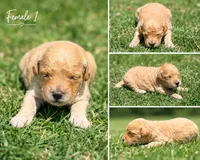 Female 1, a female Miniature Goldendoodle for sale in Sulphur, OK – 1 of 1