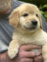 Green-Male, a male Golden Retriever for sale in Franklin, NC – 4 of 10