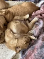 Green-Male, a male Golden Retriever for sale in Franklin, NC – 7 of 10