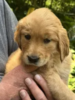 Hot Pink- Female (Rose), a female Golden Retriever for sale in Franklin, NC – 4 of 9
