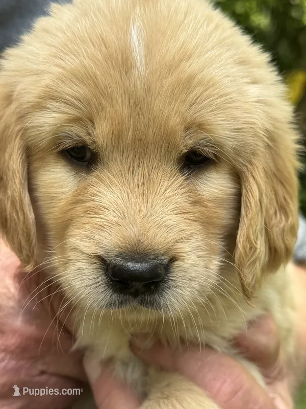 light pink- female – Golden Retriever puppy for sale in Franklin, NC