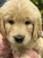 light pink- female, a female Golden Retriever for sale in Franklin, NC – 1 of 7