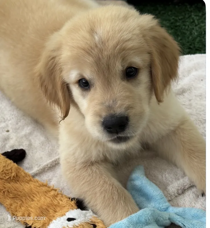 Male AKC Champion Bloodline – Golden Retriever puppy for sale in Franklin, NC