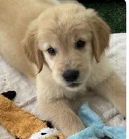 Male AKC Champion Bloodline, a male Golden Retriever for sale in Franklin, NC – 1 of 9