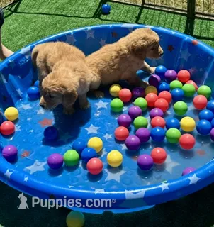 White -male – Golden Retriever puppy for sale in Franklin, NC