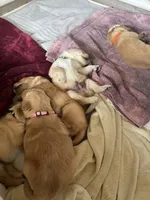 Hot Pink- Female (Rose), a female Golden Retriever for sale in Franklin, NC – 7 of 9