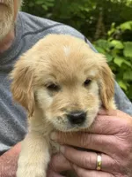 Green-Male, a male Golden Retriever for sale in Franklin, NC – 6 of 10