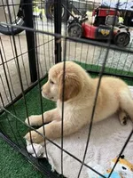 Male AKC Champion Bloodline, a male Golden Retriever for sale in Franklin, NC – 8 of 9