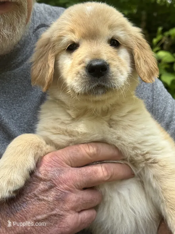Green-Male – Golden Retriever puppy for sale in Franklin, NC
