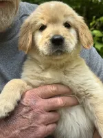 Green-Male, a male Golden Retriever for sale in Franklin, NC – 1 of 10