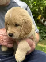 light blue-female, a female Golden Retriever for sale in Franklin, NC – 3 of 10