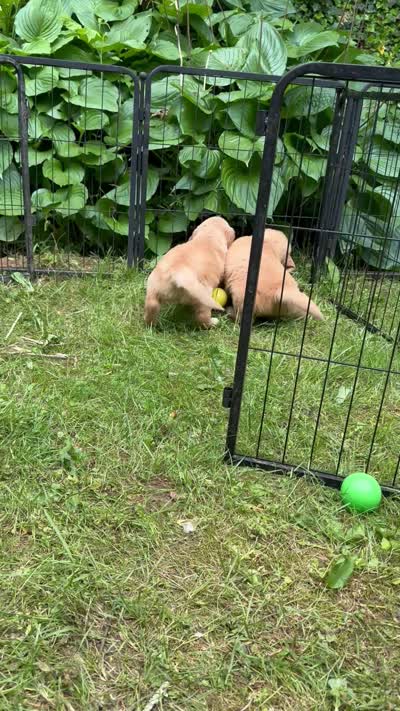 Hot Pink- Female (Rose), a female Golden Retriever for sale in Franklin, NC – 9 of 9