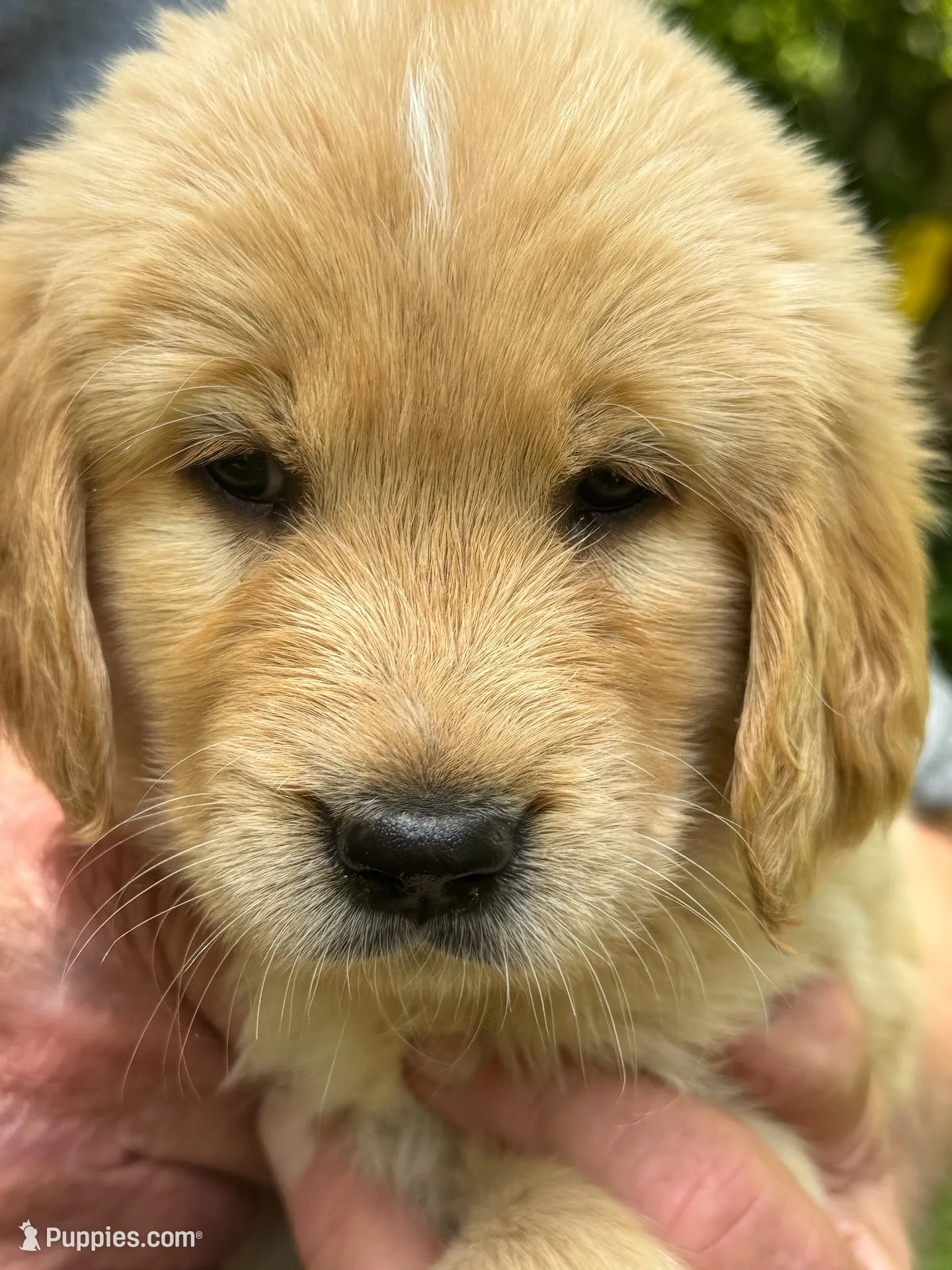 light blue-female, a female Golden Retriever for sale in Franklin, NC – 2 of 10