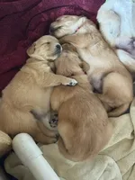 light blue-female, a female Golden Retriever for sale in Franklin, NC – 9 of 10