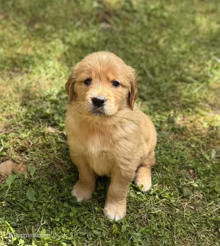 Hot Pink- Female (Rose) – Golden Retriever puppy for sale in Franklin, NC