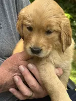 Hot Pink- Female (Rose), a female Golden Retriever for sale in Franklin, NC – 2 of 9