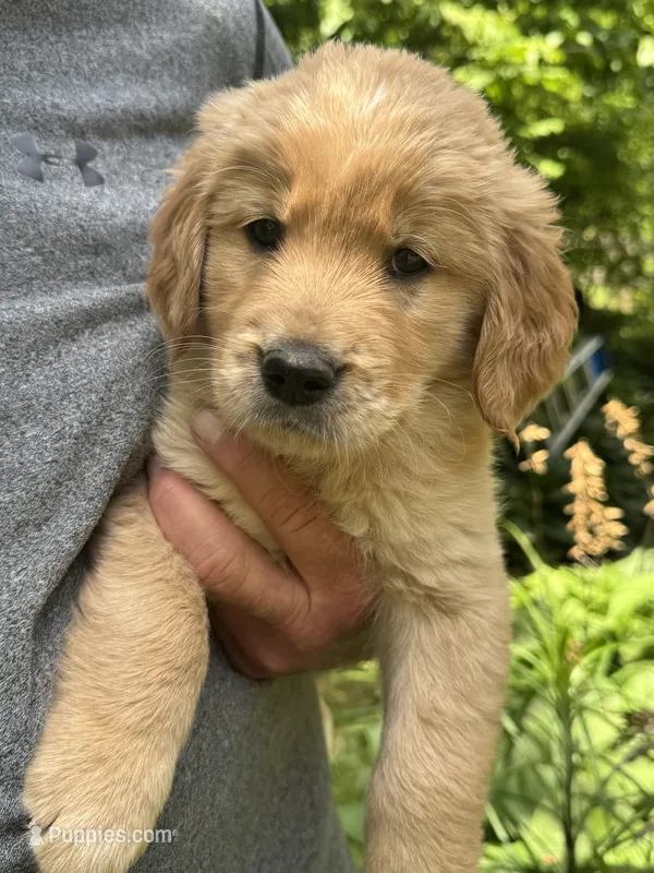 light blue-female – Golden Retriever puppy for sale in Franklin, NC