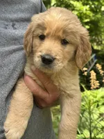 light blue-female, a female Golden Retriever for sale in Franklin, NC – 1 of 10