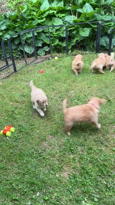 light blue-female, a female Golden Retriever for sale in Franklin, NC – 4 of 10