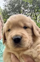 Green-Male, a male Golden Retriever for sale in Franklin, NC – 2 of 10