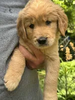 Orange-Male (Gator), a male Golden Retriever for sale in Franklin, NC – 1 of 2