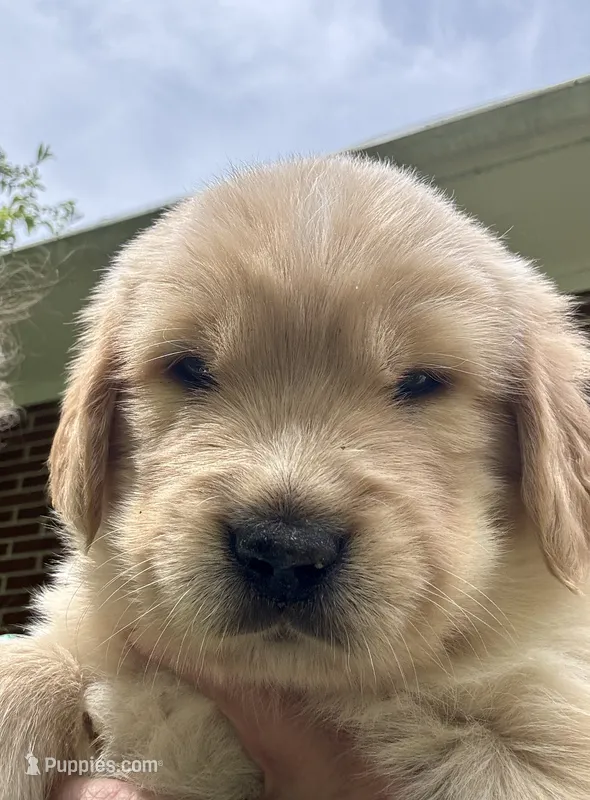 White -male – Golden Retriever puppy for sale in Franklin, NC
