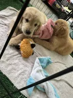 Male AKC Champion Bloodline, a male Golden Retriever for sale in Franklin, NC – 7 of 9