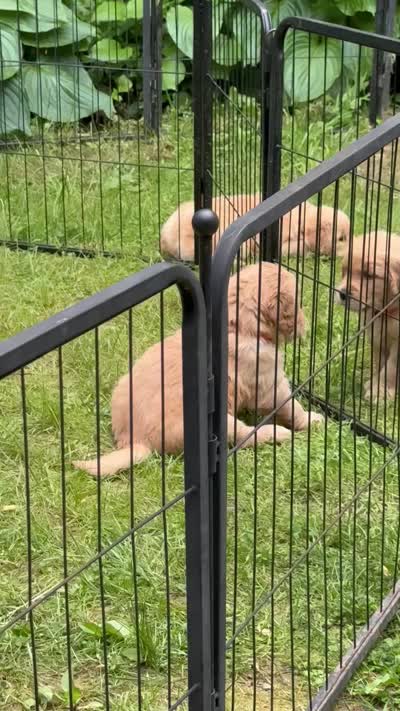 Green-Male, a male Golden Retriever for sale in Franklin, NC – 3 of 10