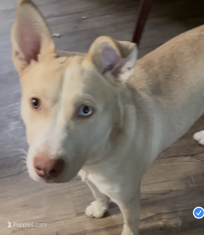 Zeus  – Siberian Husky, American Pit Bull Terrier puppy for sale in Federal Way, WA