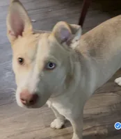 Zeus , a male Siberian Husky and American Pit Bull Terrier for sale in Federal Way, WA – 1 of 1