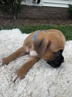 Brownie , a male Boxer for sale in Ionia, IA – 5 of 7