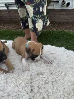 Buster, a male Boxer for sale in Ionia, IA – 3 of 8