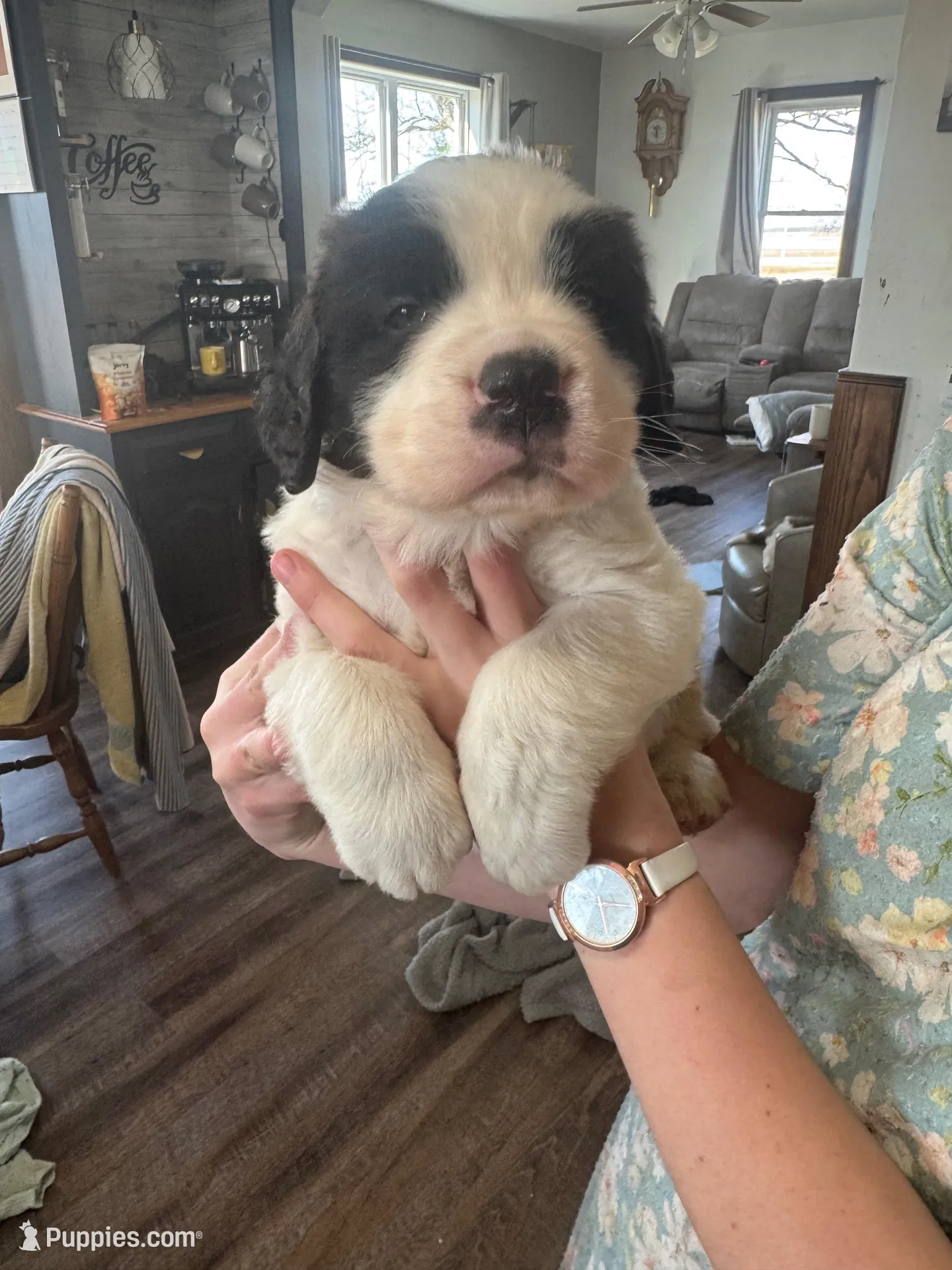 Grizzly  – Saint Bernard puppy for sale in Ionia, IA