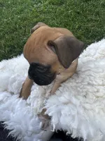 Rover, a male Boxer for sale in Ionia, IA – 3 of 10