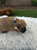 Rover, a male Boxer for sale in Ionia, IA – 10 of 10